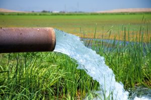 Groundwater is used to flood rice fields in an agriculture region east of Marysville, California in Yuba County.